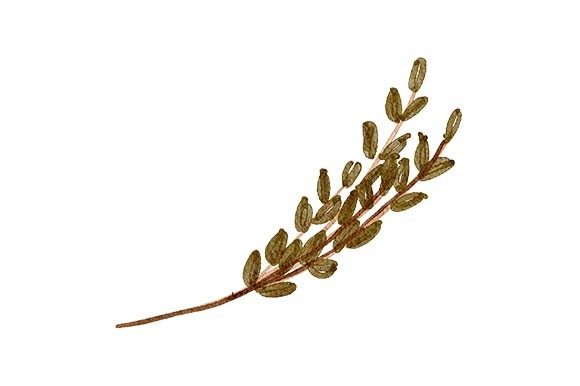 Download Leaf Foliage Watercolor Paint Element - Premium Resources